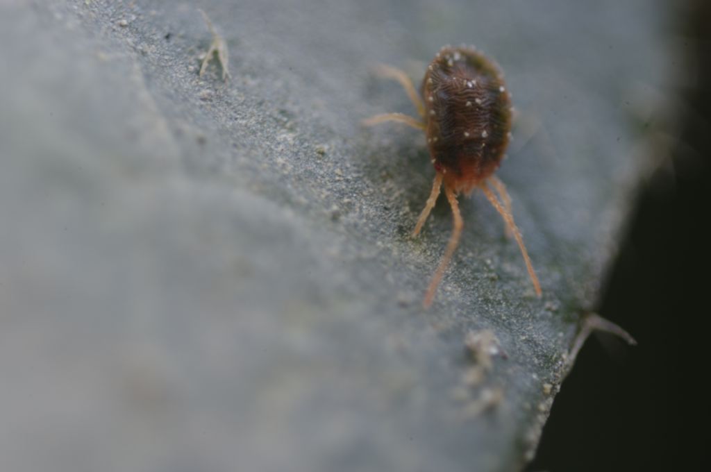 Acari su foglie di edera: cfr.  Tetranychidae - Rende (CS)